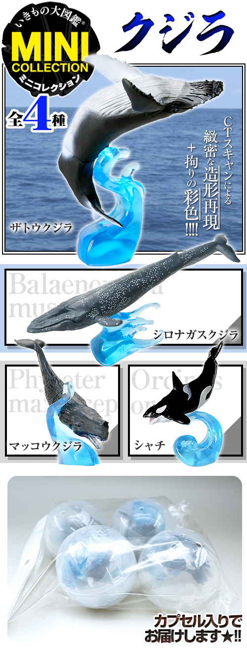 いきもの大図鑑 クジラ マッコウクジラ