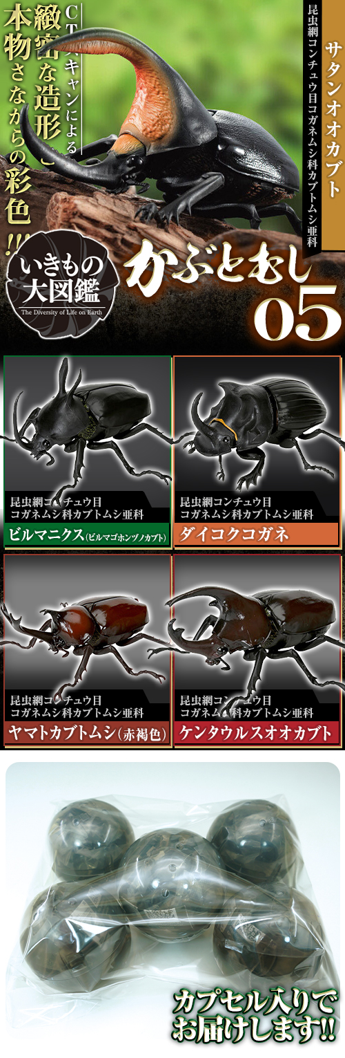 いきもの大図鑑 かぶとむし05 サタンオオカブト - 標本