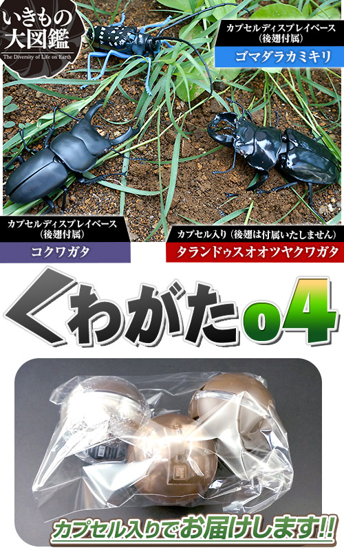 ガチャガチャ通販の「ガチャガチャ王国（第4惑星）」|商品詳細 【半額!☆】 【ガチャ】 いきもの大図鑑 くわがた 04